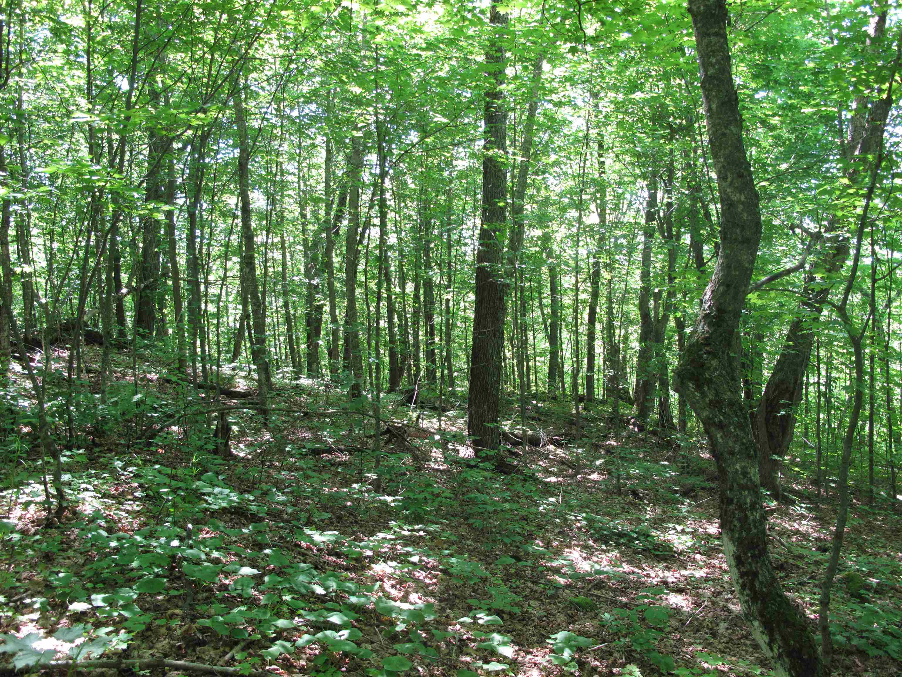 xxx S Caribou Dr Lutsen MN 55615 6120783 image49