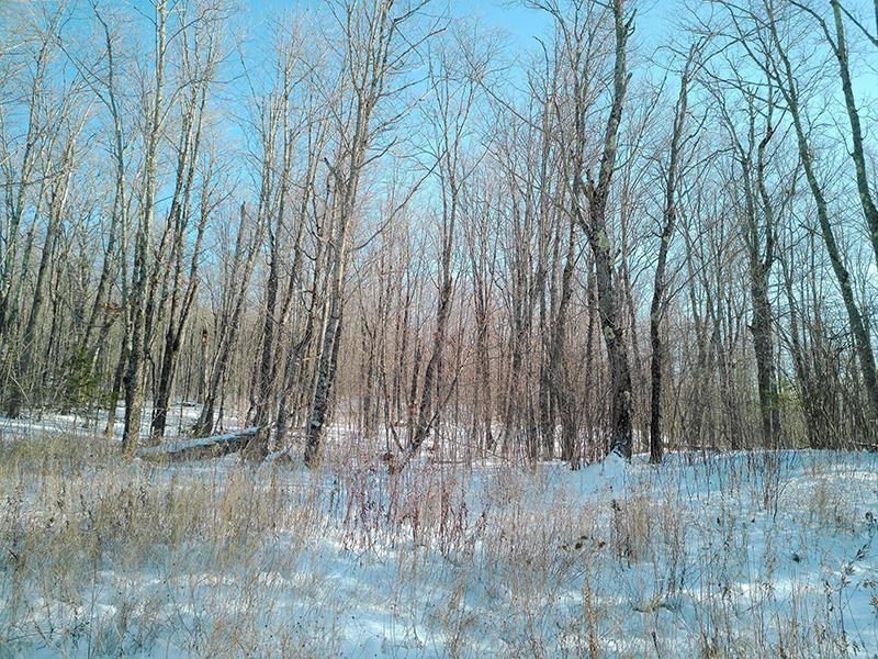 xxx S Caribou Dr Lutsen MN 55615 6120783 image5