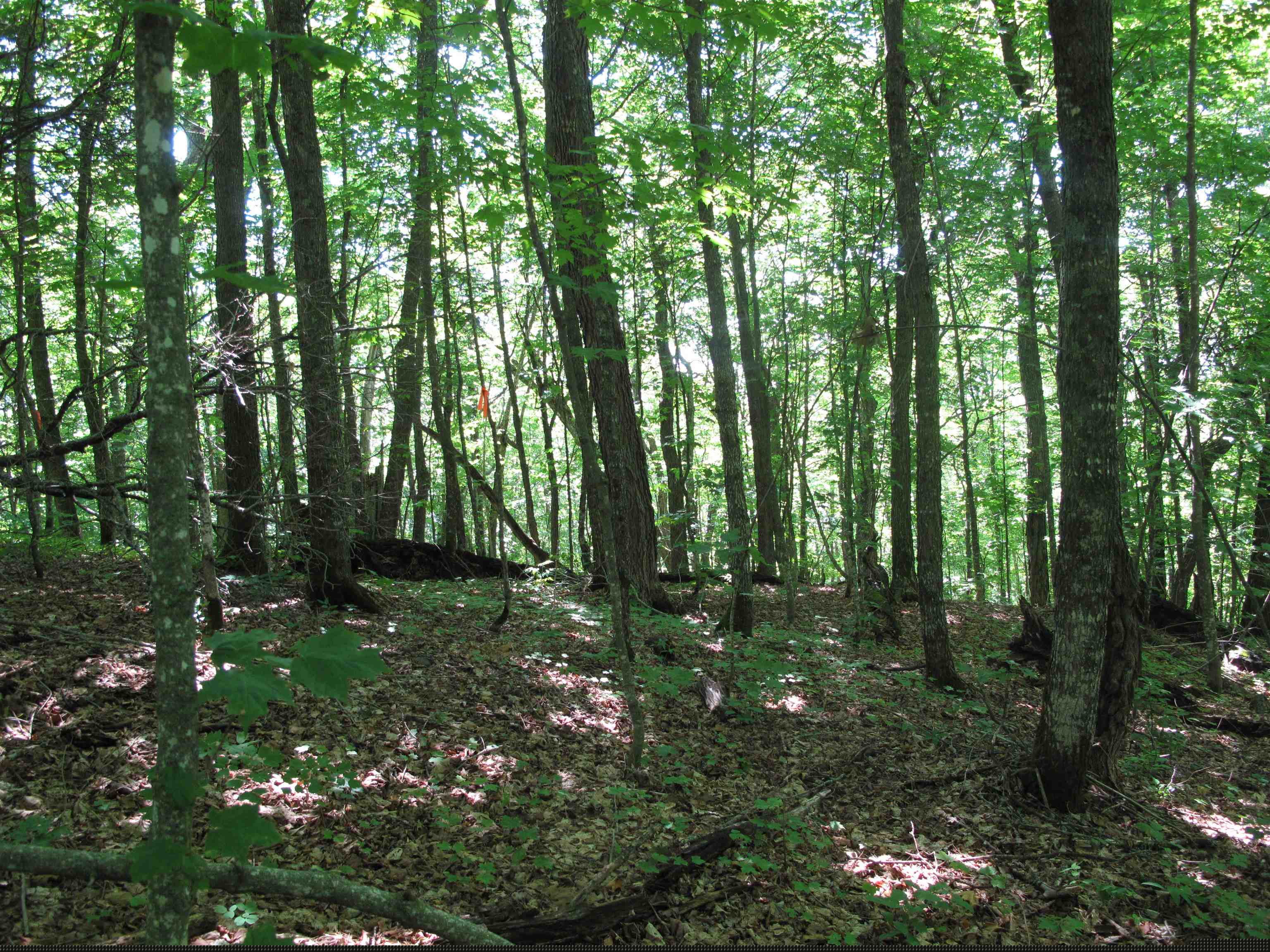 xxx S Caribou Dr Lutsen MN 55615 6120783 image50