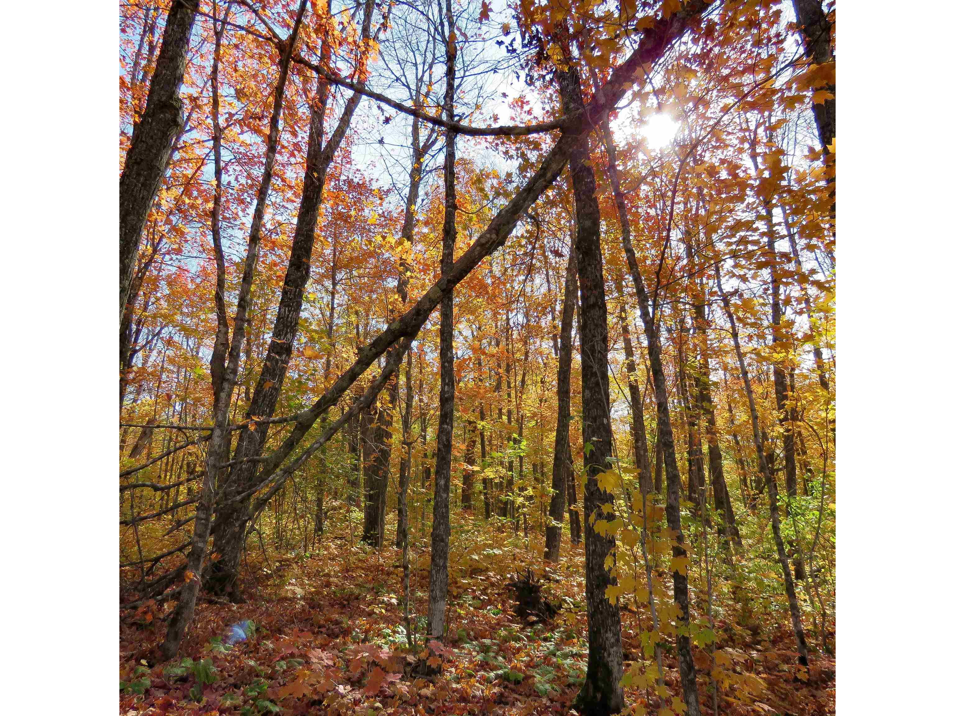 xxx S Caribou Dr Lutsen MN 55615 6120783 image8