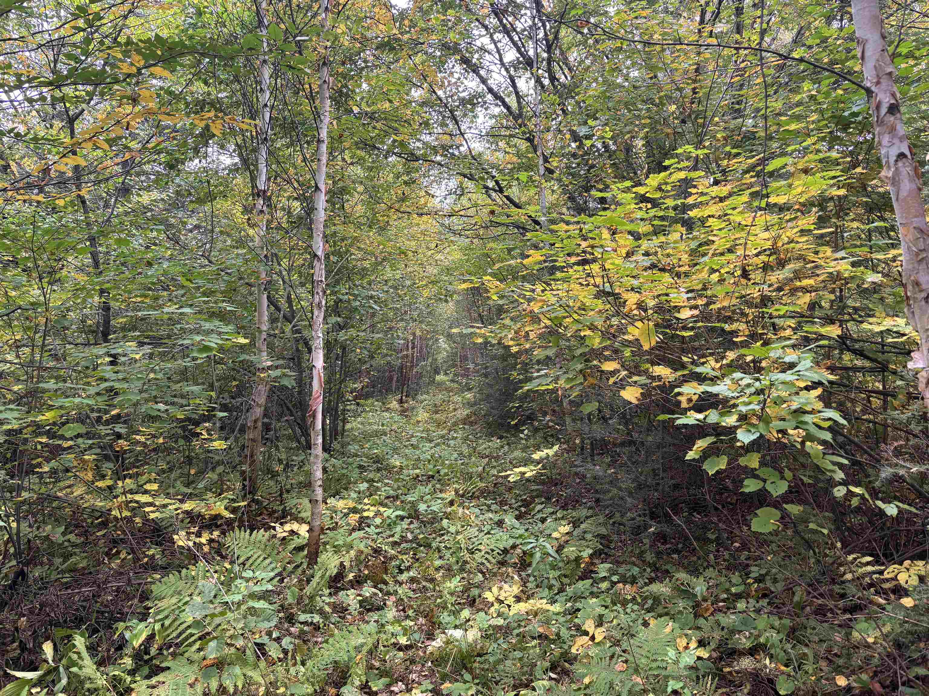 xxx Stony River Forest Rd Isabella MN 55607 6121914 image10