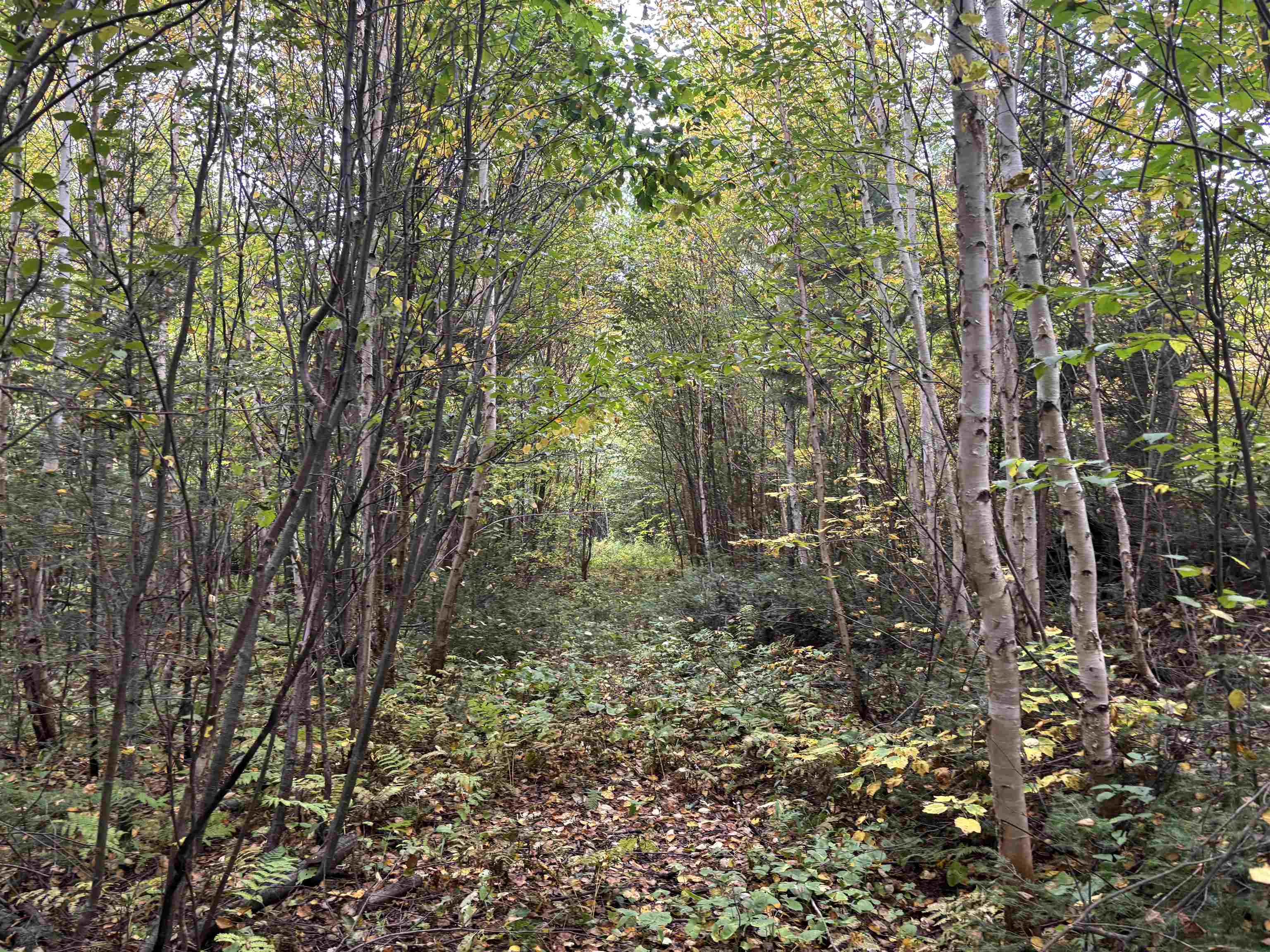 xxx Stony River Forest Rd Isabella MN 55607 6121914 image11