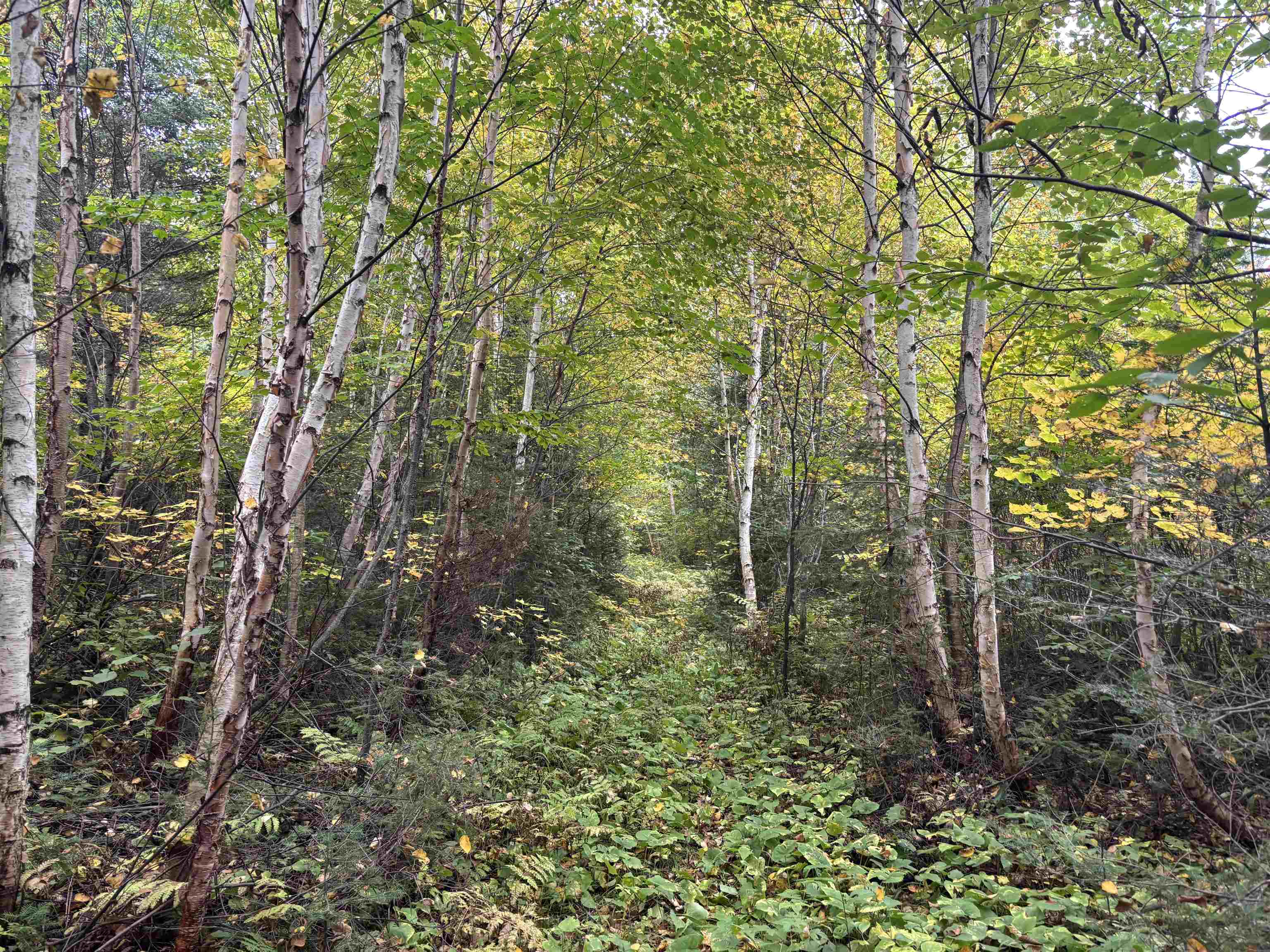 xxx Stony River Forest Rd Isabella MN 55607 6121914 image12