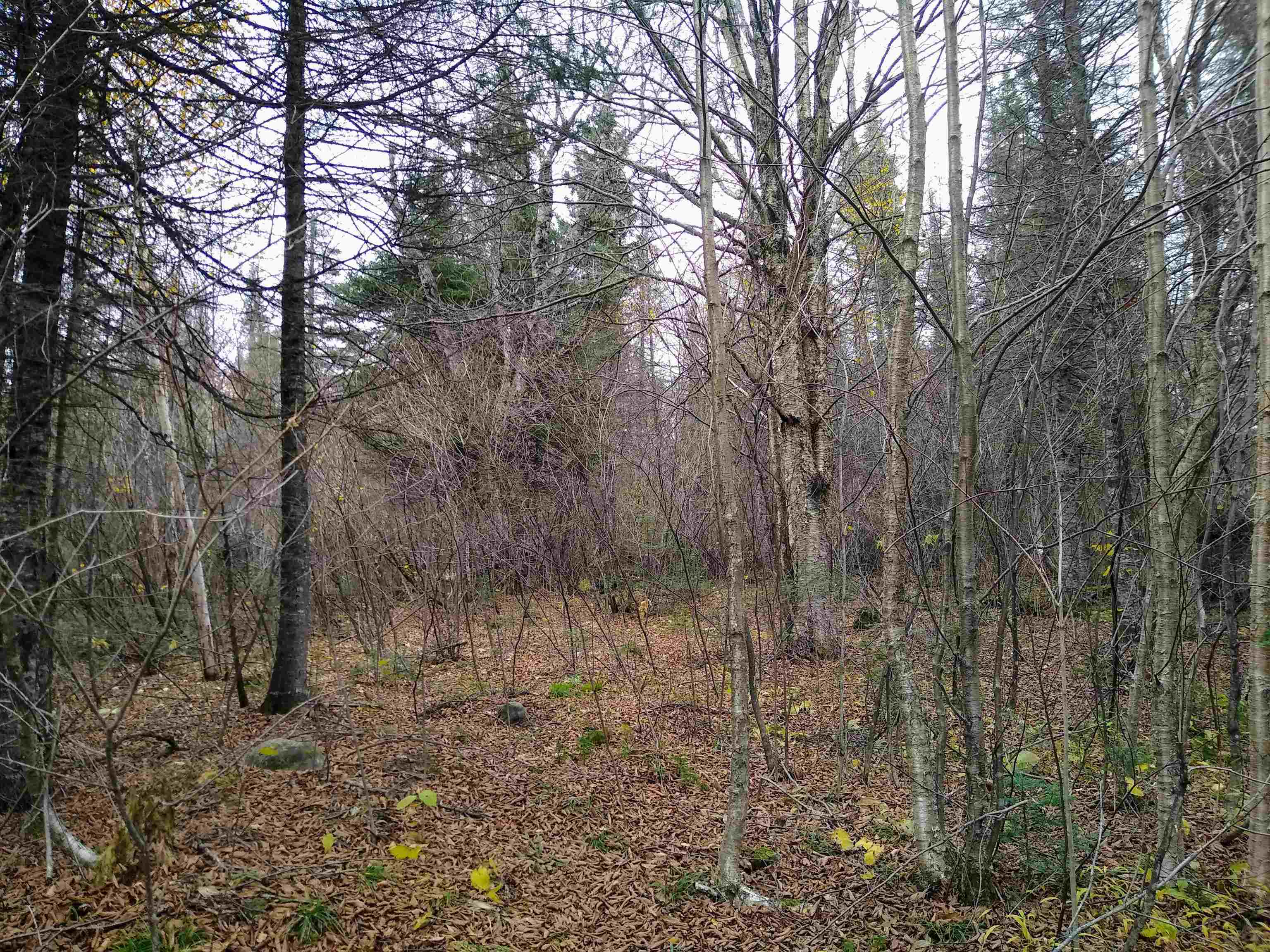 xxx Stony River Forest Rd Isabella MN 55607 6121914 image16