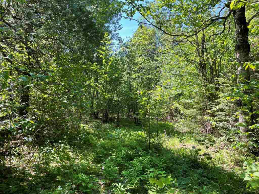 xxx Stony River Forest Rd Isabella MN 55607 6121914 image2