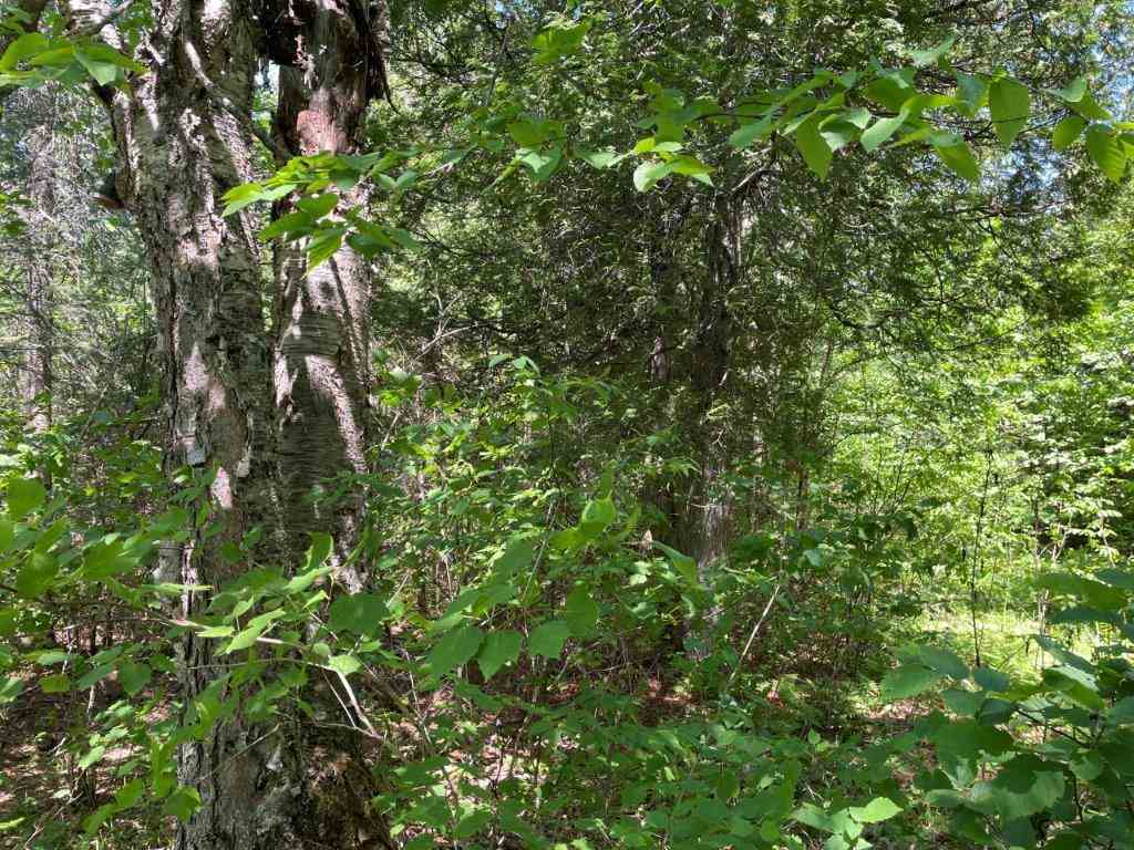 xxx Stony River Forest Rd Isabella MN 55607 6121914 image3