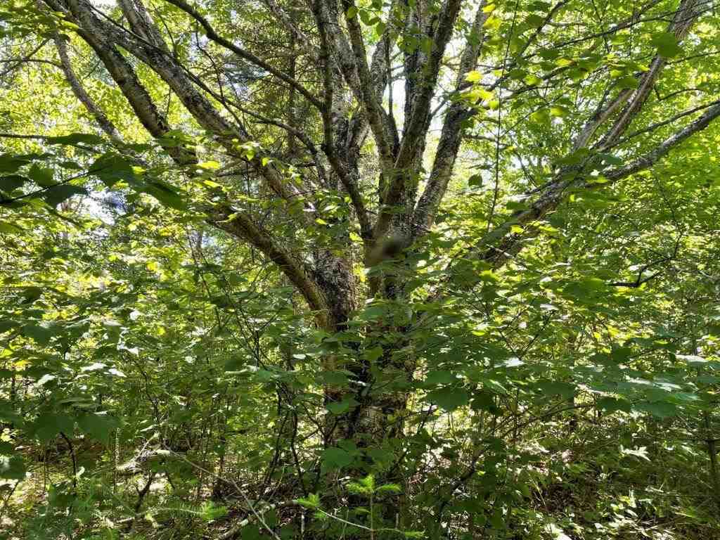 xxx Stony River Forest Rd Isabella MN 55607 6121914 image4