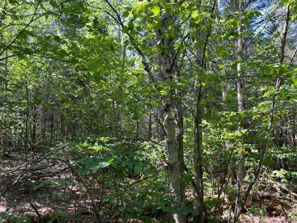 xxx Stony River Forest Rd Isabella MN 55607 6121914 image5