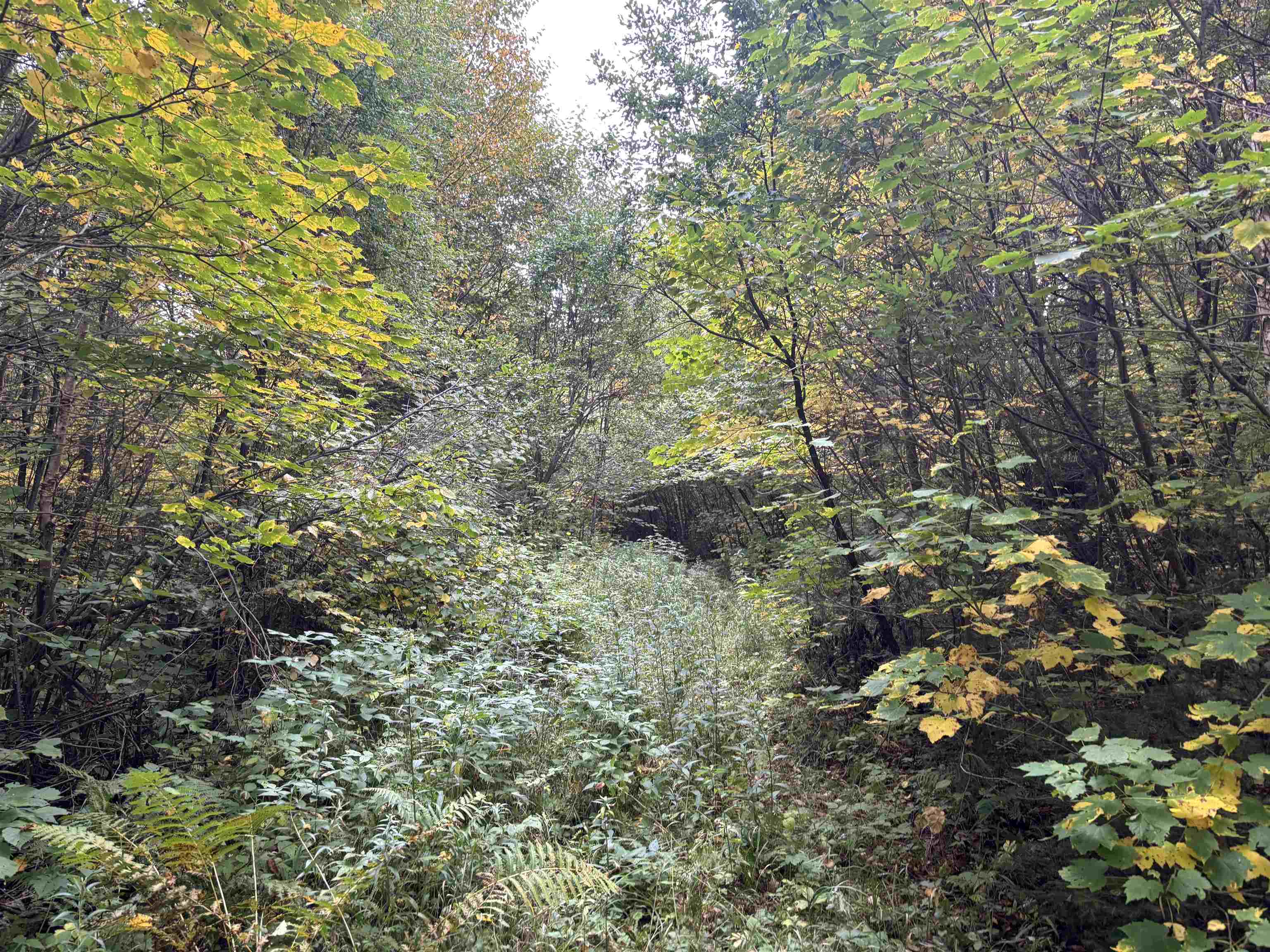 xxx Stony River Forest Rd Isabella MN 55607 6121914 image6