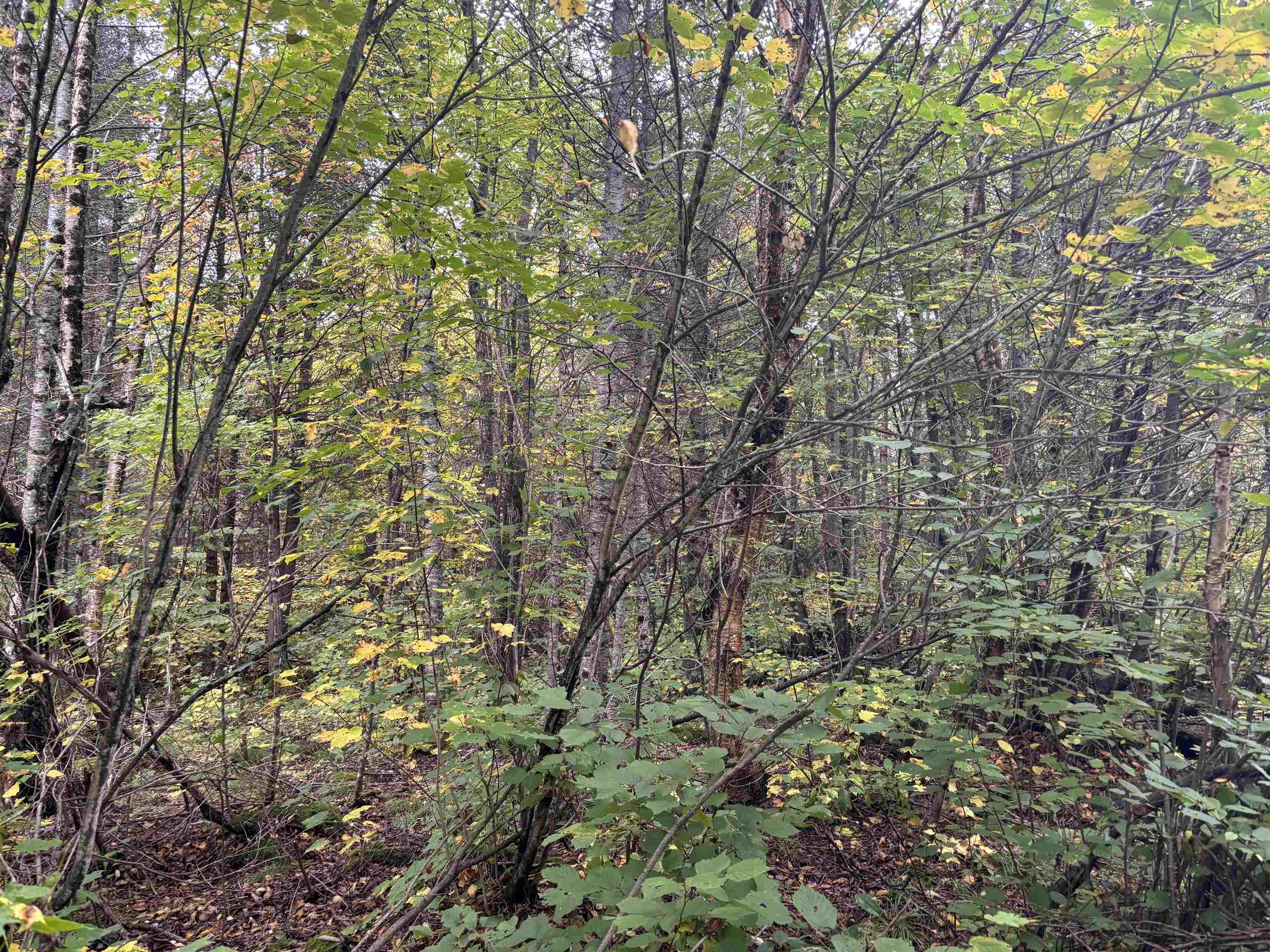 xxx Stony River Forest Rd Isabella MN 55607 6121914 image7