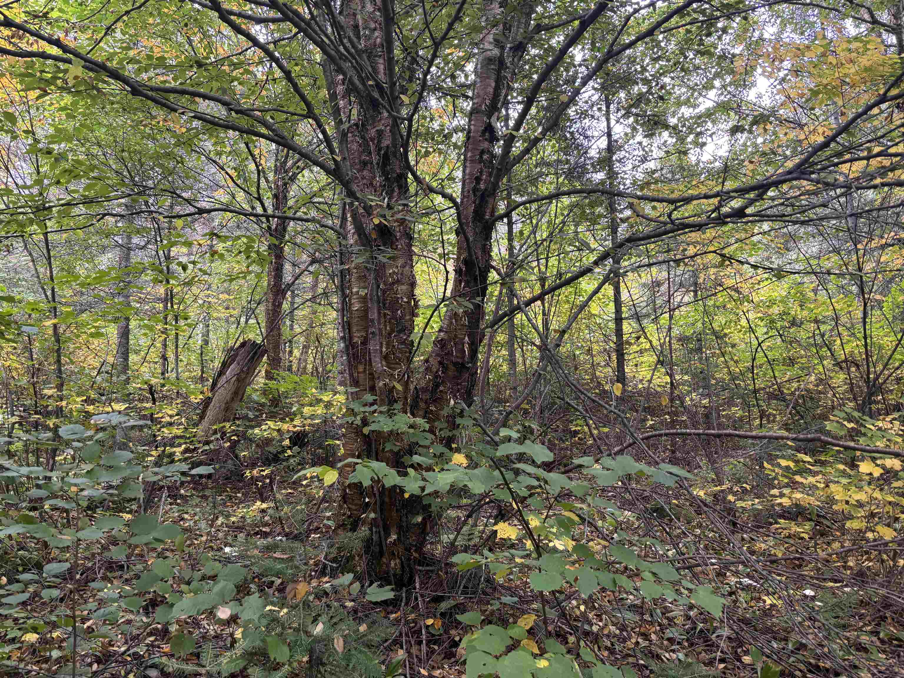 xxx Stony River Forest Rd Isabella MN 55607 6121914 image8