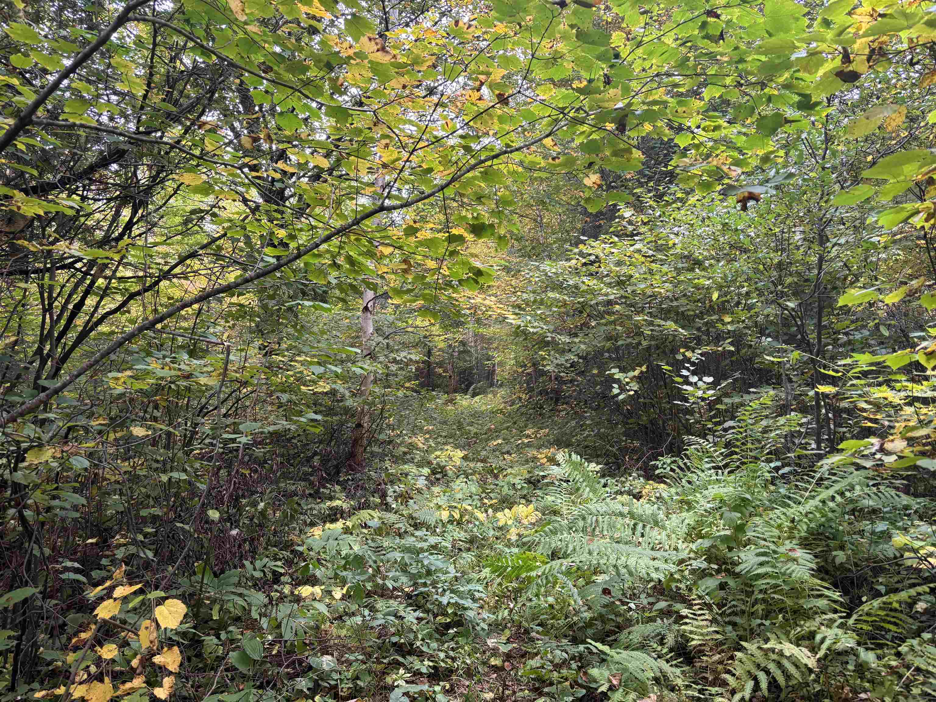 xxx Stony River Forest Rd Isabella MN 55607 6121914 image9