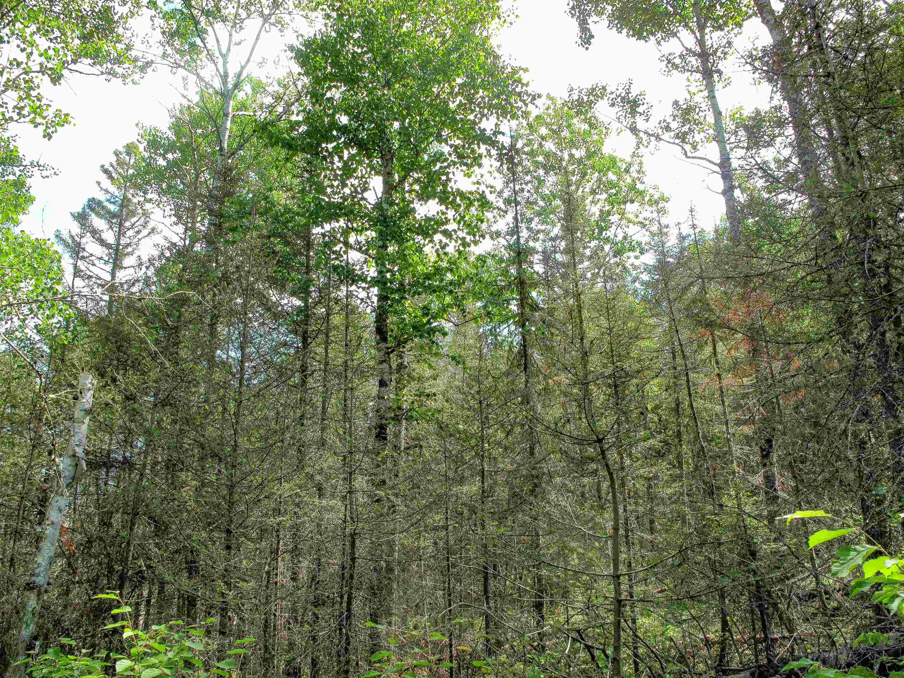 xxx The Grade Lutsen MN 55612 6120782 image1