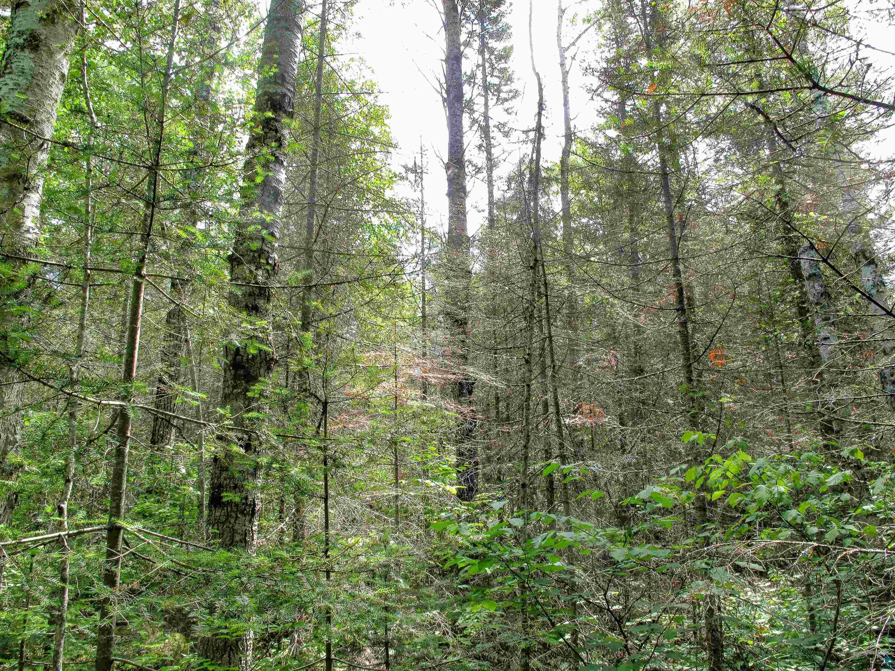 xxx The Grade Lutsen MN 55612 6120782 image10