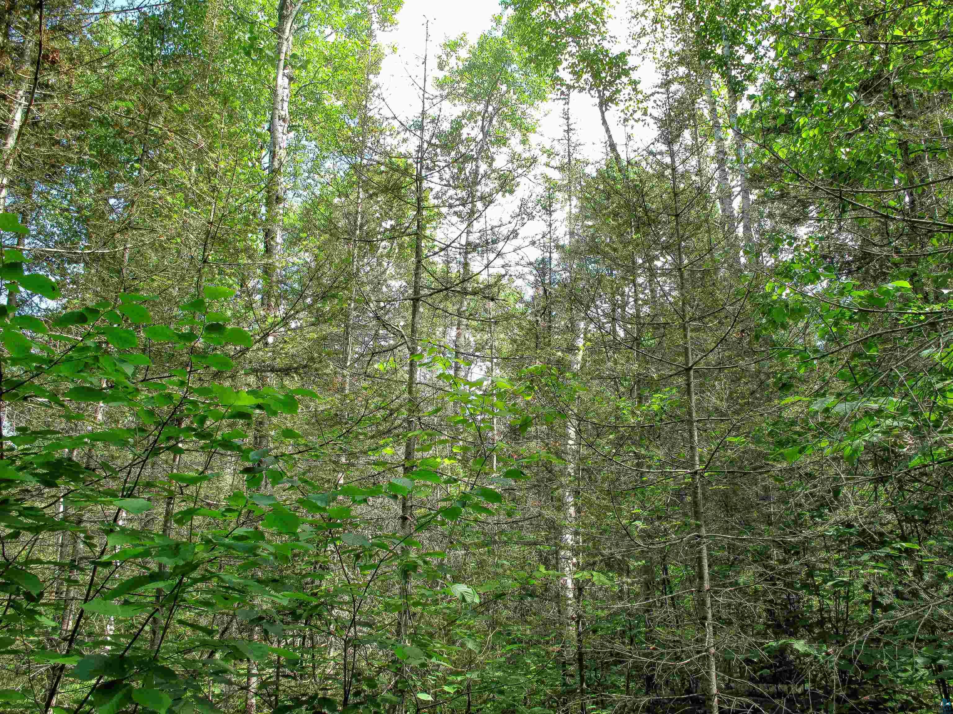 xxx The Grade Lutsen MN 55612 6120782 image11