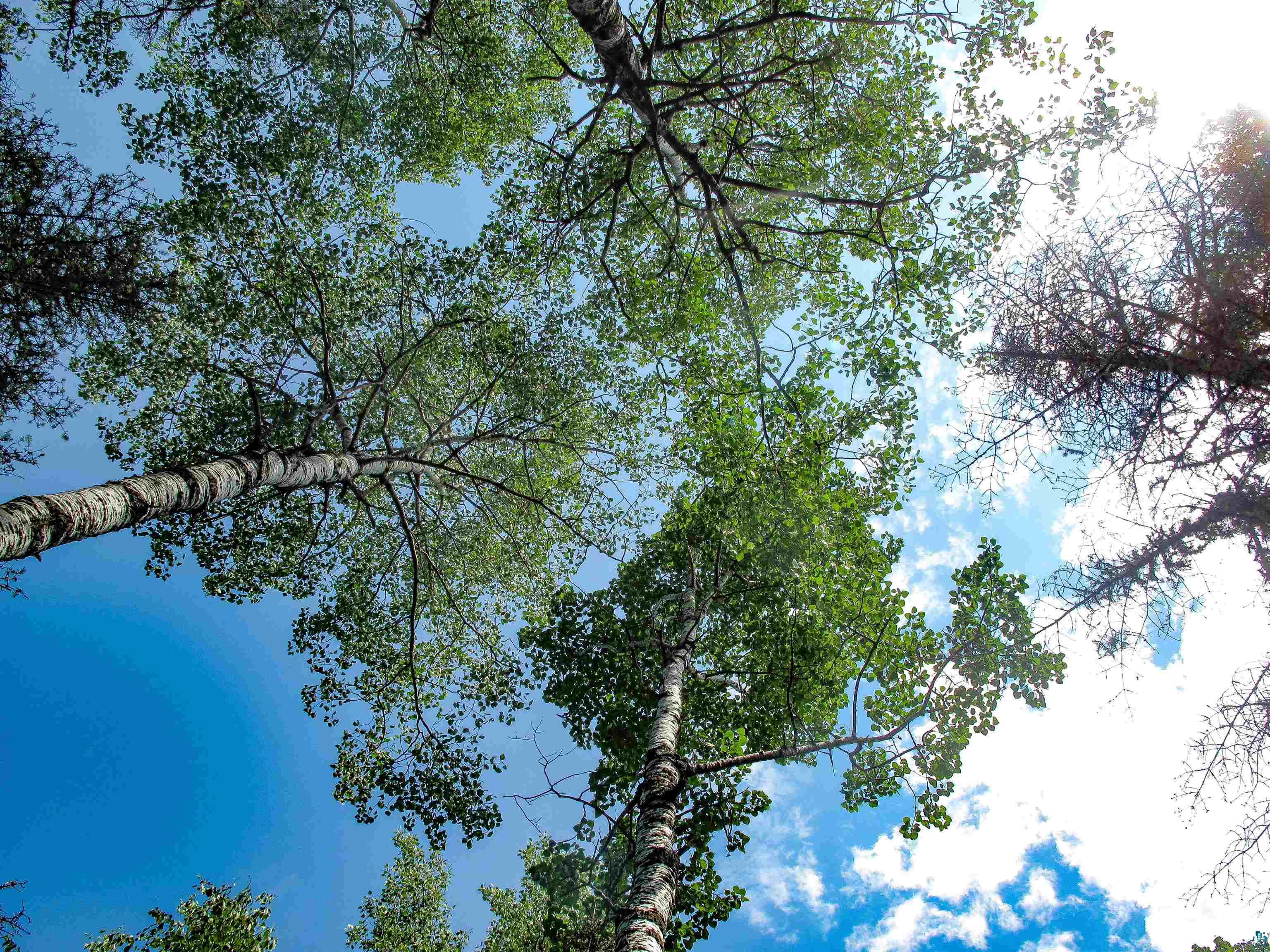 xxx The Grade Lutsen MN 55612 6120782 image15