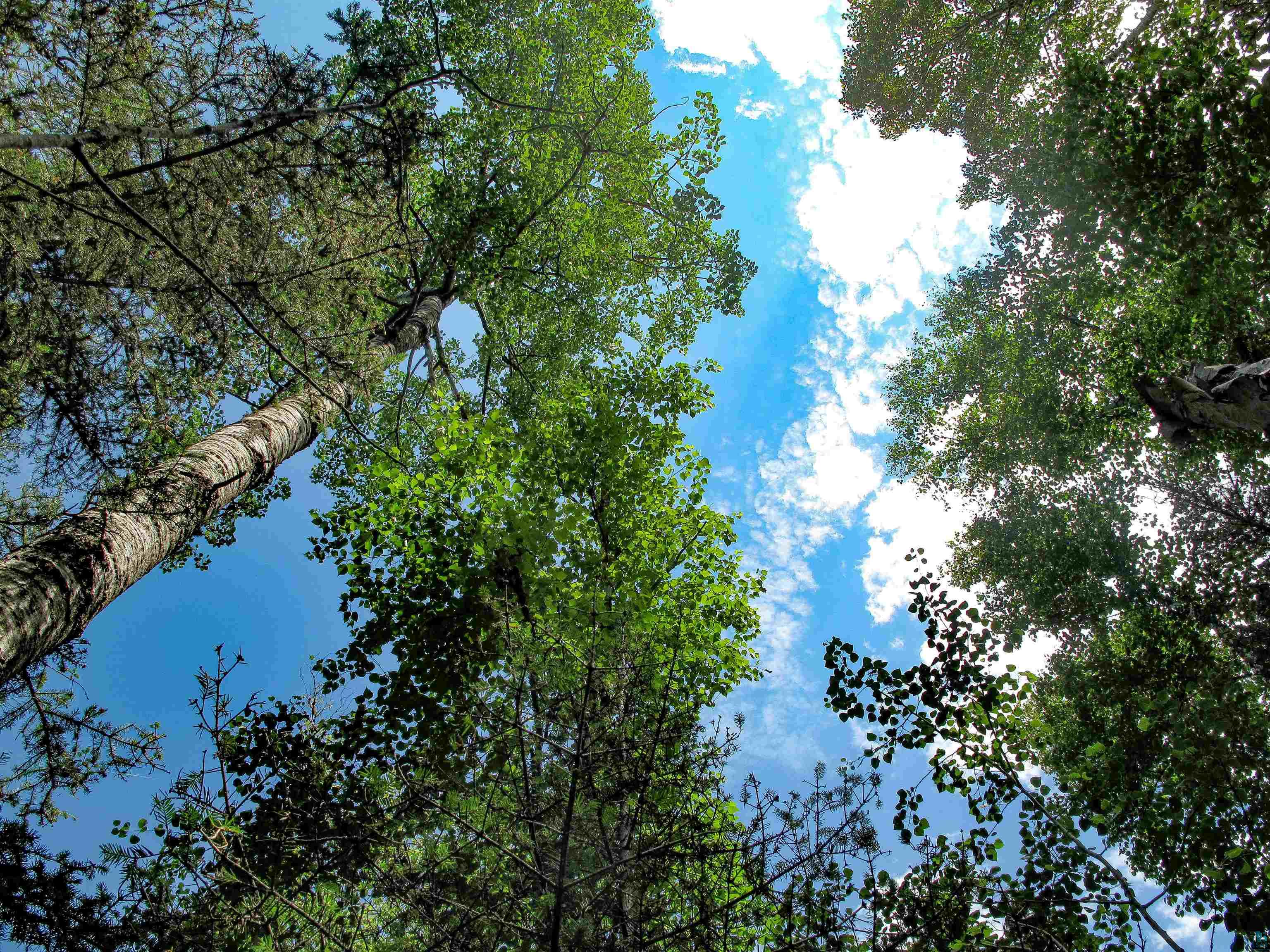 xxx The Grade Lutsen MN 55612 6120782 image2