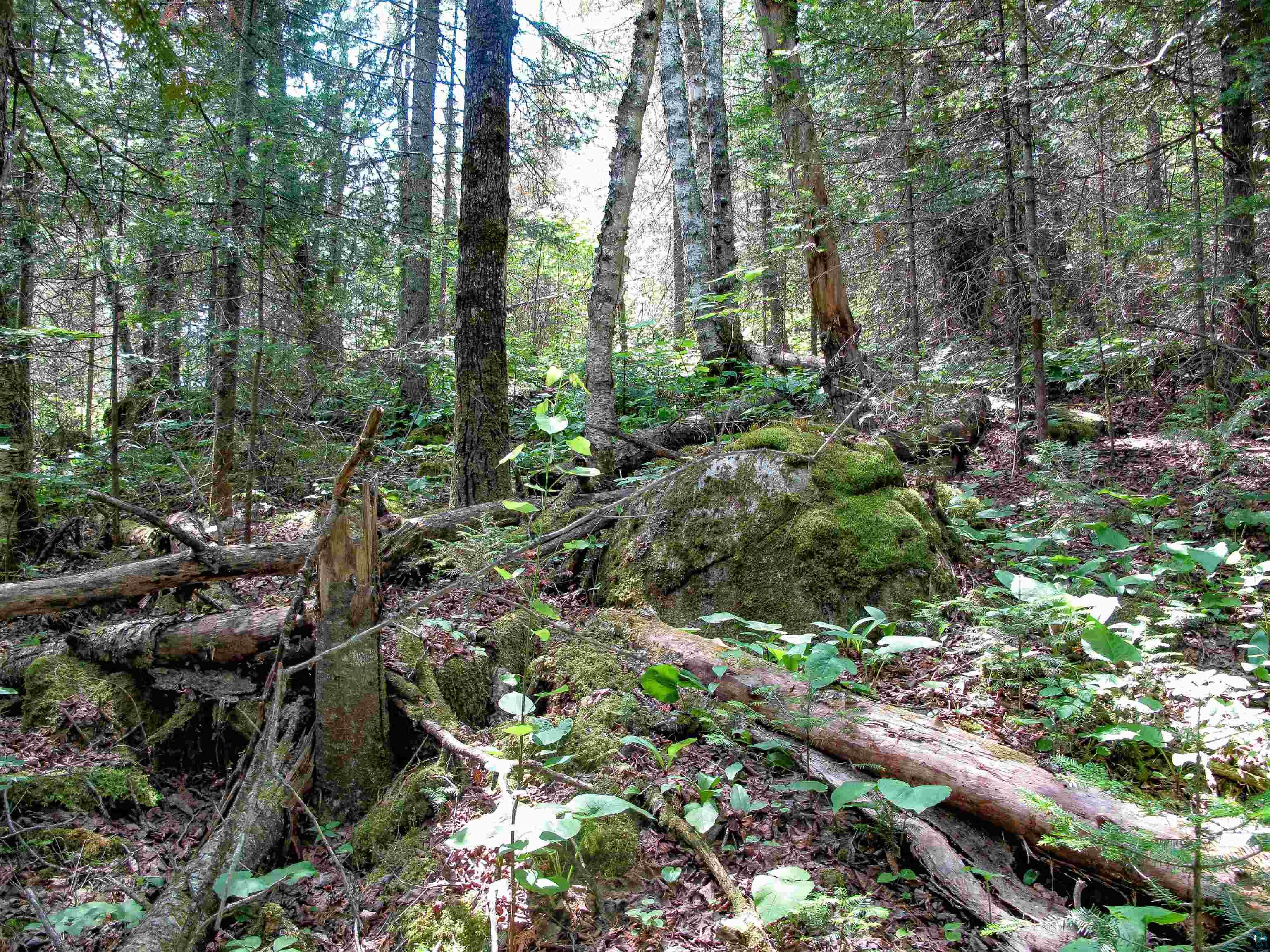 xxx The Grade Lutsen MN 55612 6120782 image24