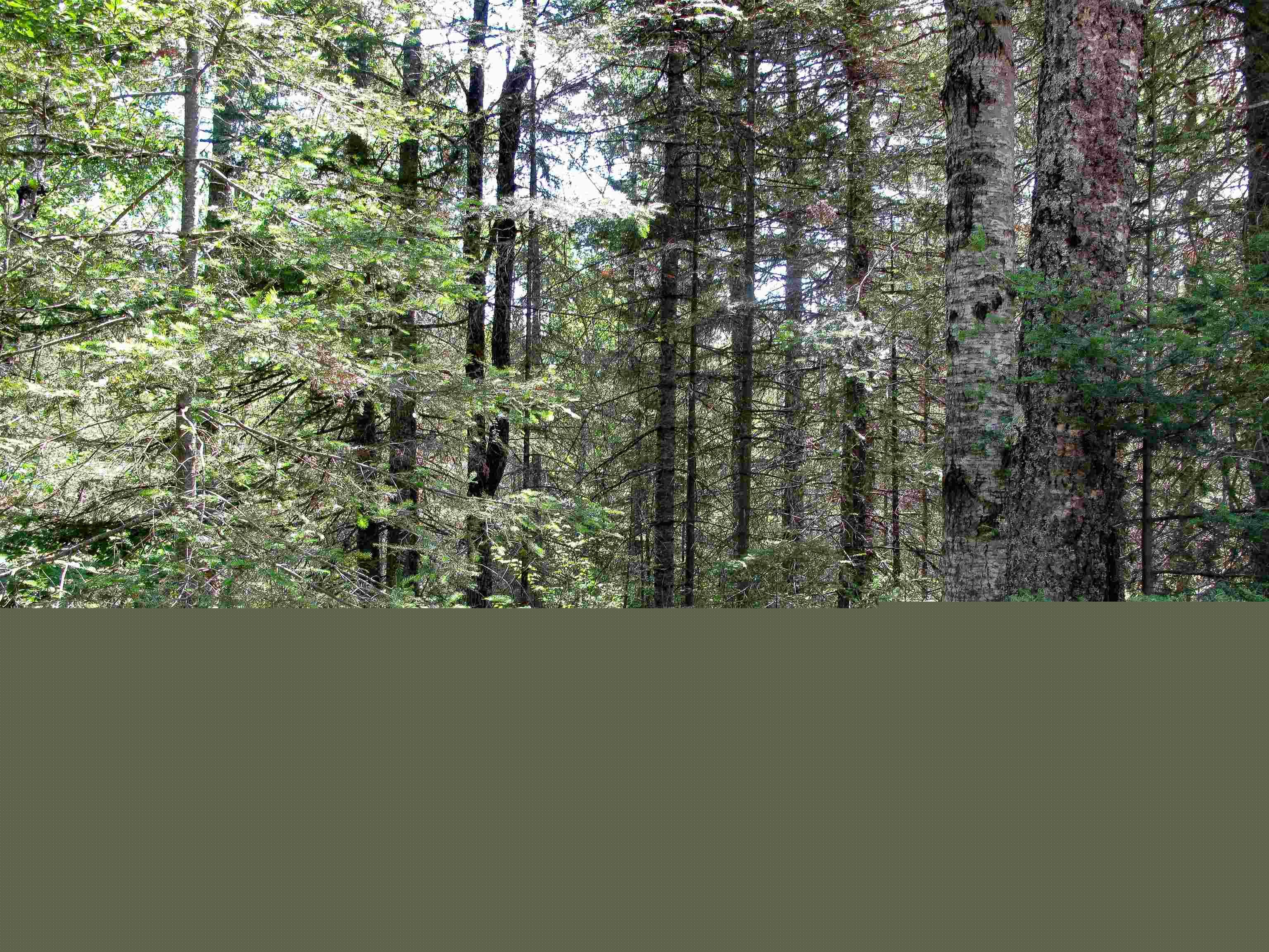 xxx The Grade Lutsen MN 55612 6120782 image28