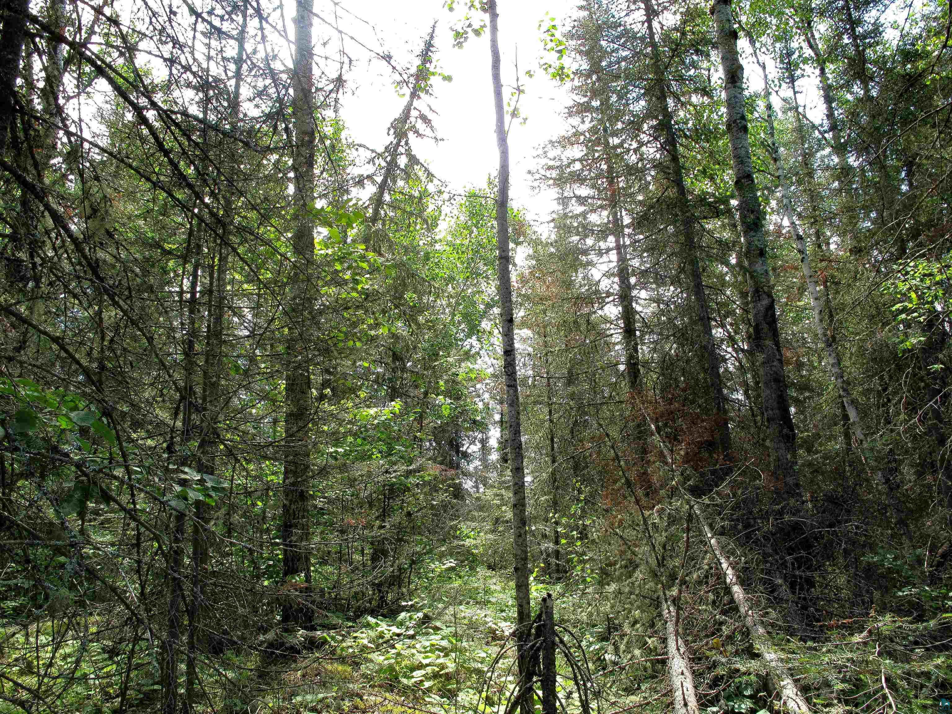 xxx The Grade Lutsen MN 55612 6120782 image3