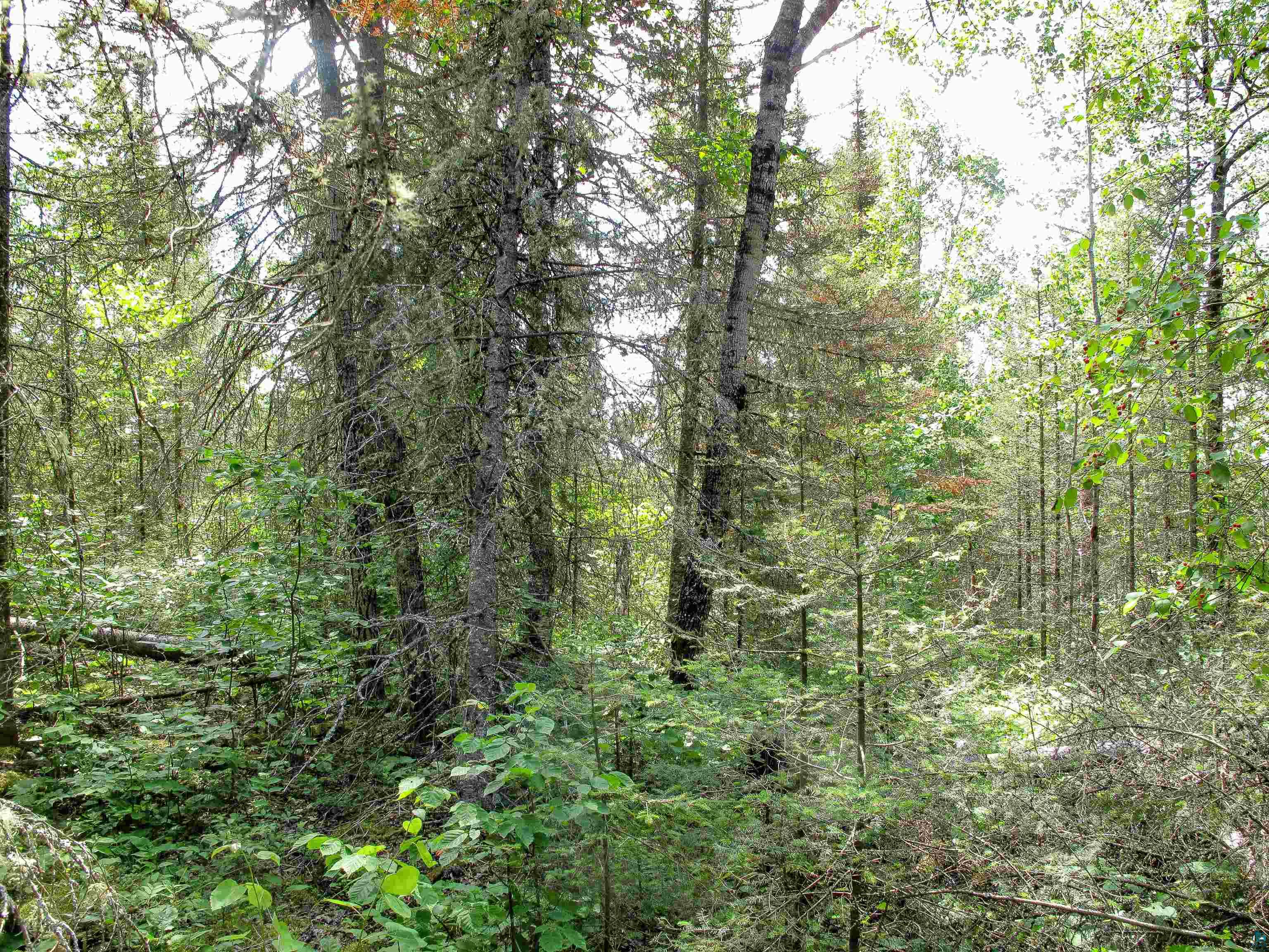 xxx The Grade Lutsen MN 55612 6120782 image4