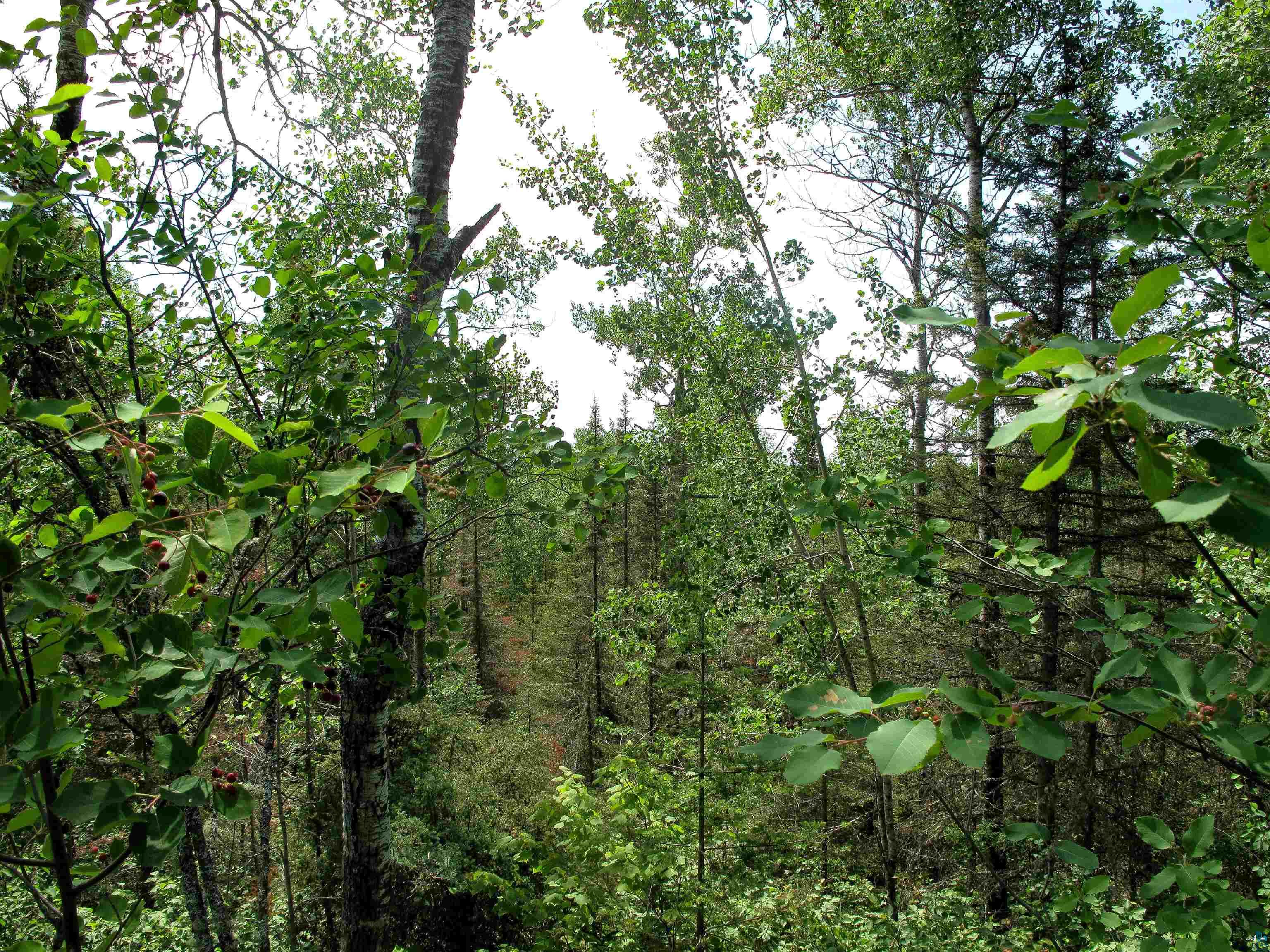 xxx The Grade Lutsen MN 55612 6120782 image5