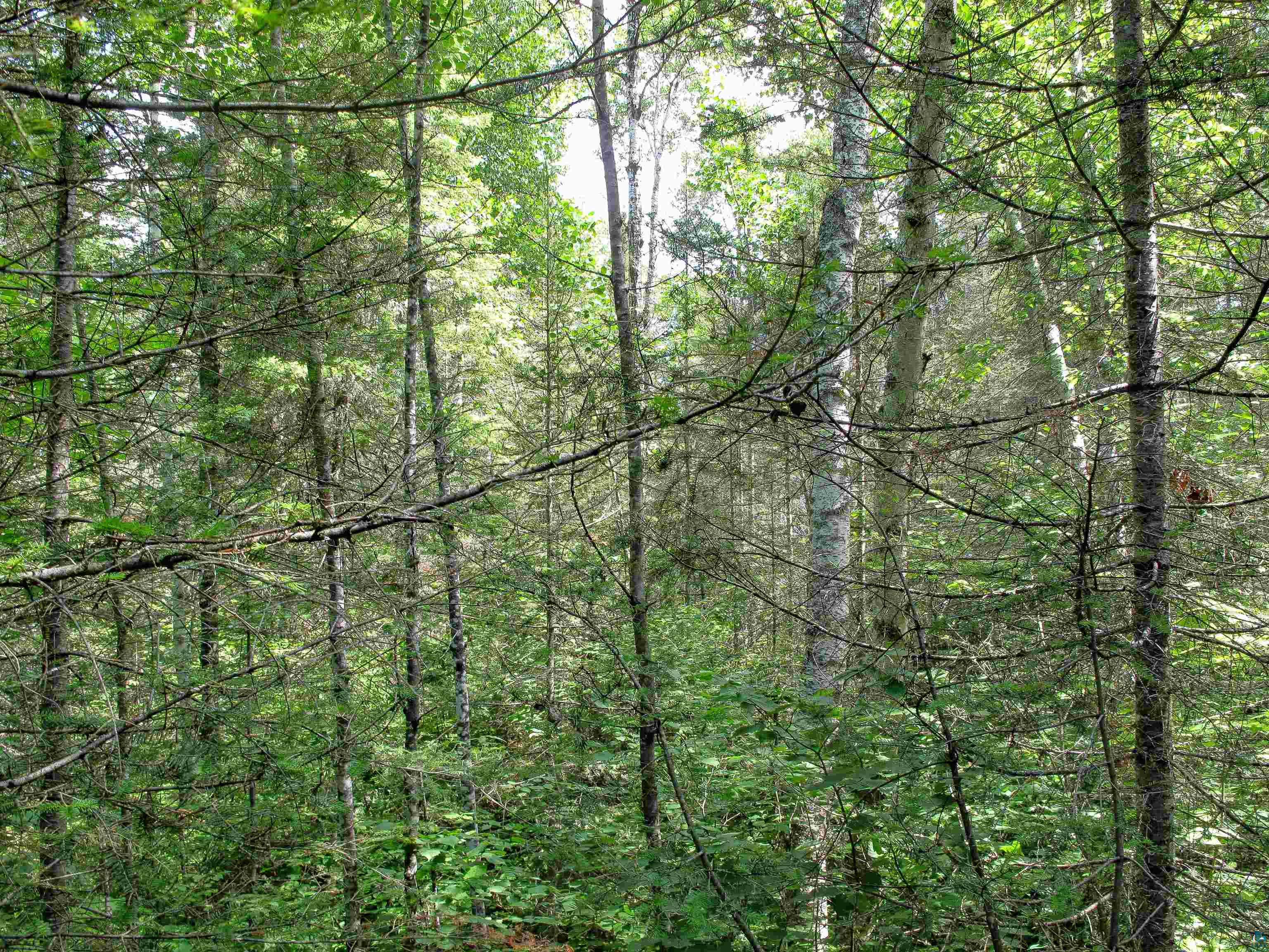 xxx The Grade Lutsen MN 55612 6120782 image7