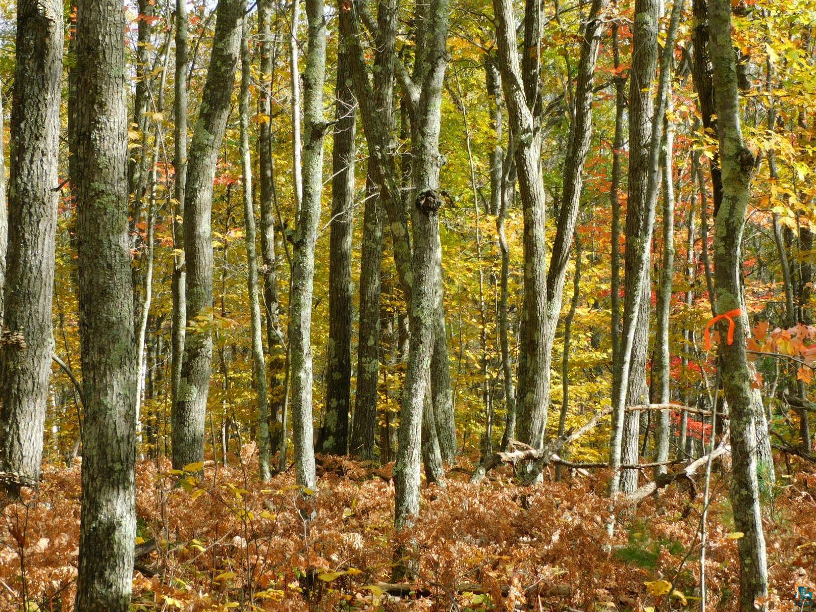 xxxx Sajdak Rd Iron River WI 54847 6113364 image13