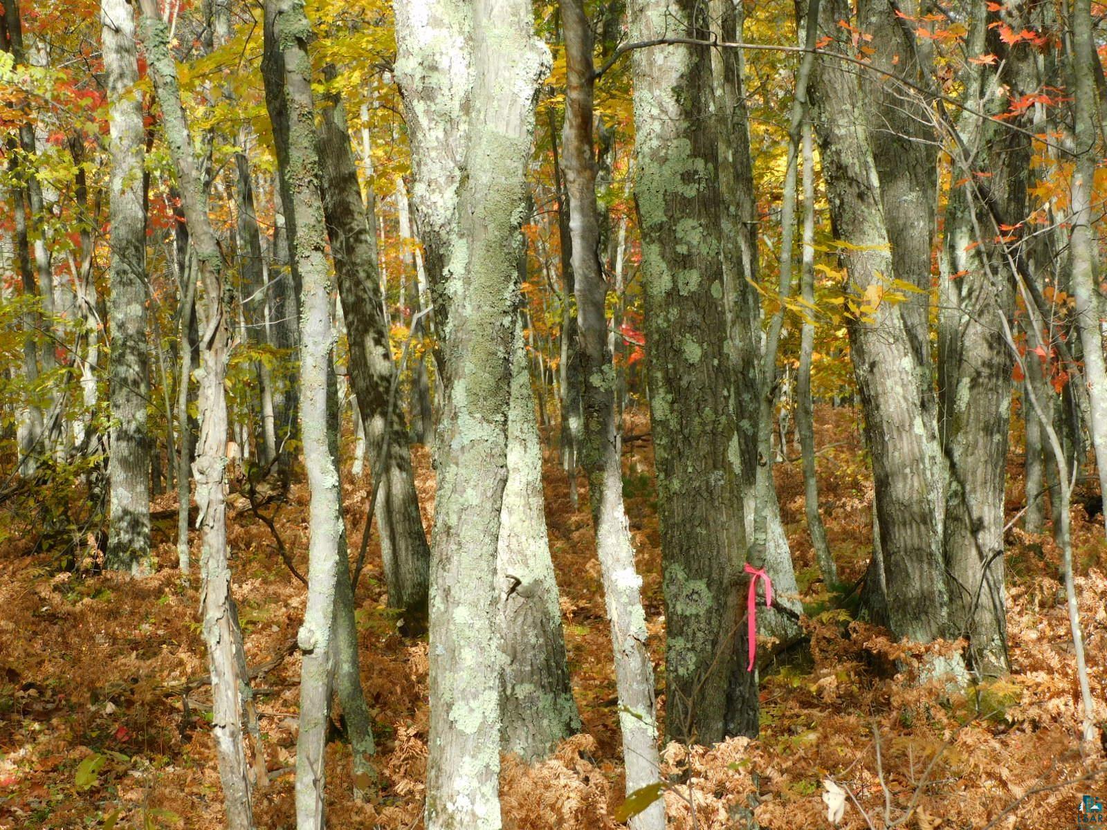 xxxx Sajdak Rd Iron River WI 54847 6113364 image15