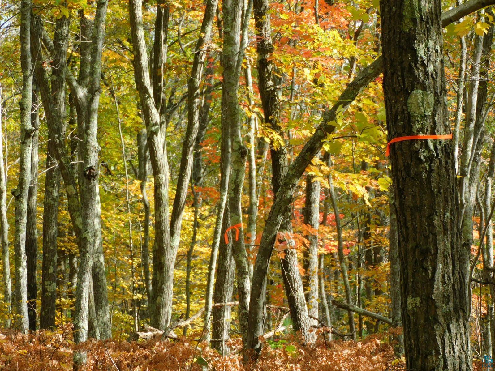 xxxx Sajdak Rd Iron River WI 54847 6113364 image4