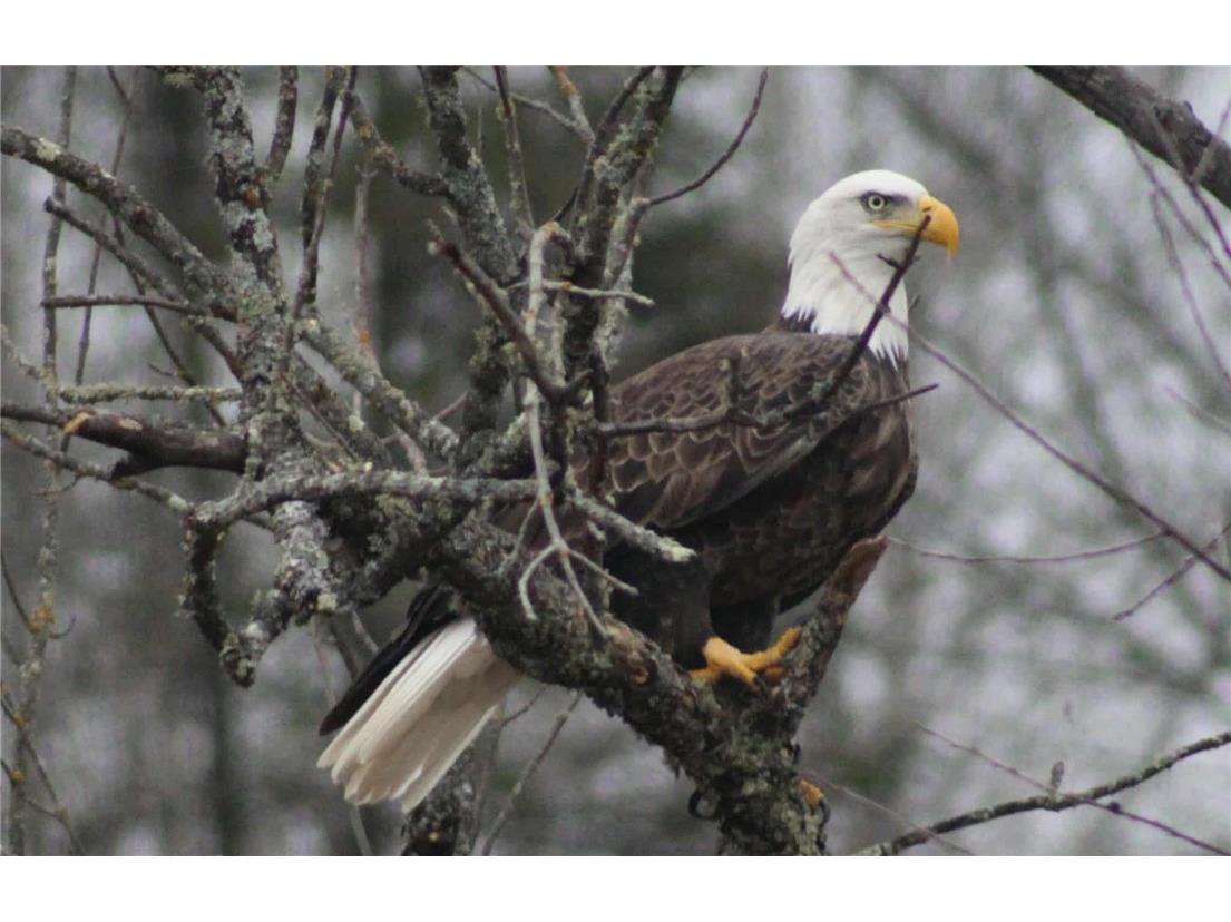 0 Callahan Lake Road Hayward WI 54843 - Callahan 1597075 image21