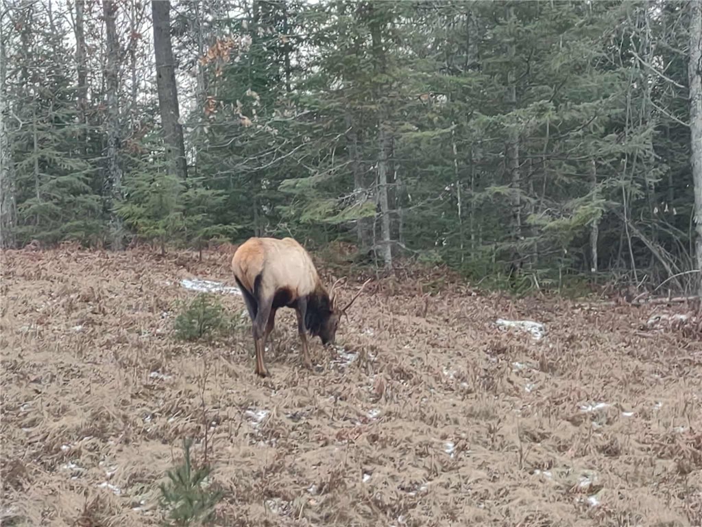 0 Callahan Lake Road Hayward WI 54843 - Callahan 1597075 image4