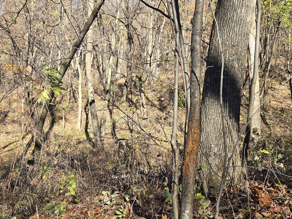 0 County Kk Alma WI 54610 1596932 image18