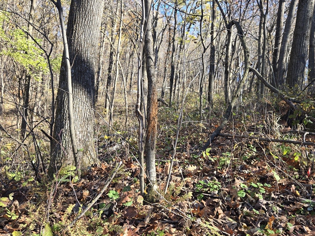 0 County Kk Alma WI 54610 1596932 image20