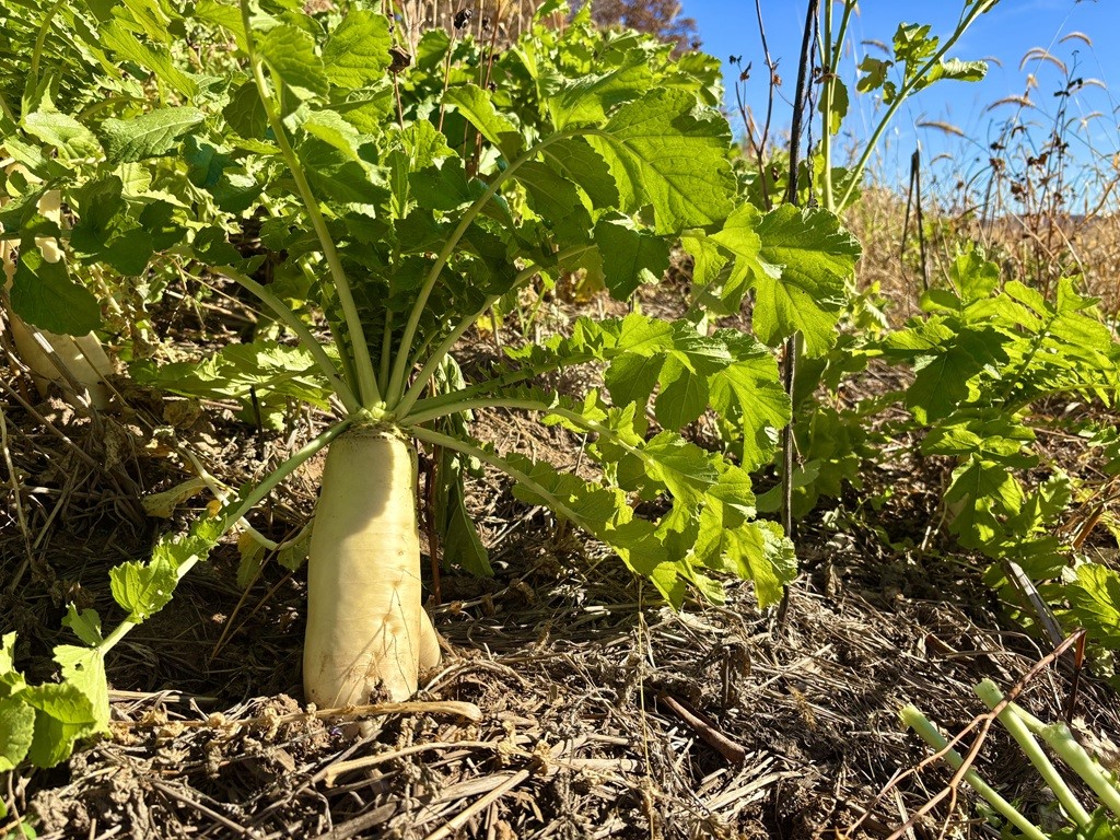 0 County Kk Alma WI 54610 1596932 image28