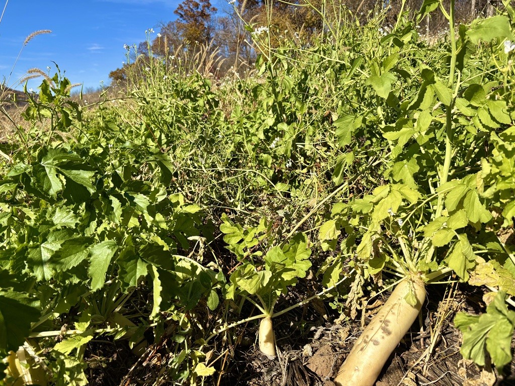 0 County Kk Alma WI 54610 1596932 image29