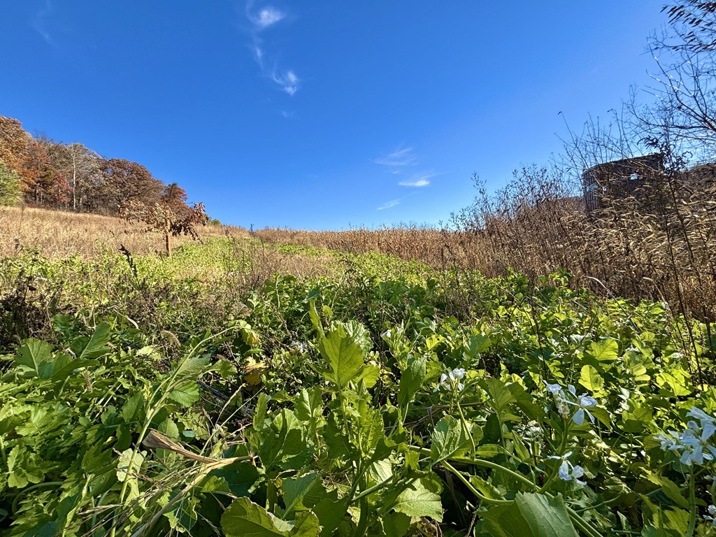 0 County Kk Alma WI 54610 1596932 image33