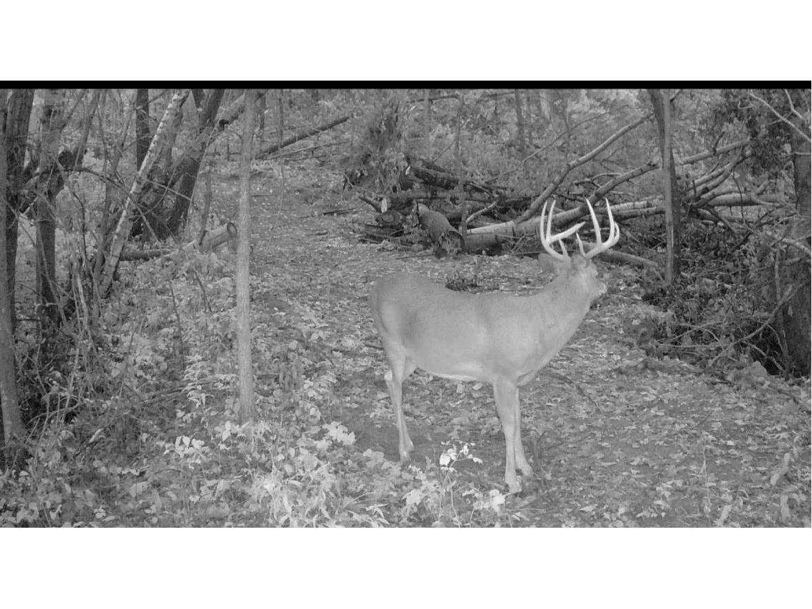 0 County Kk Alma WI 54610 1596932 image59