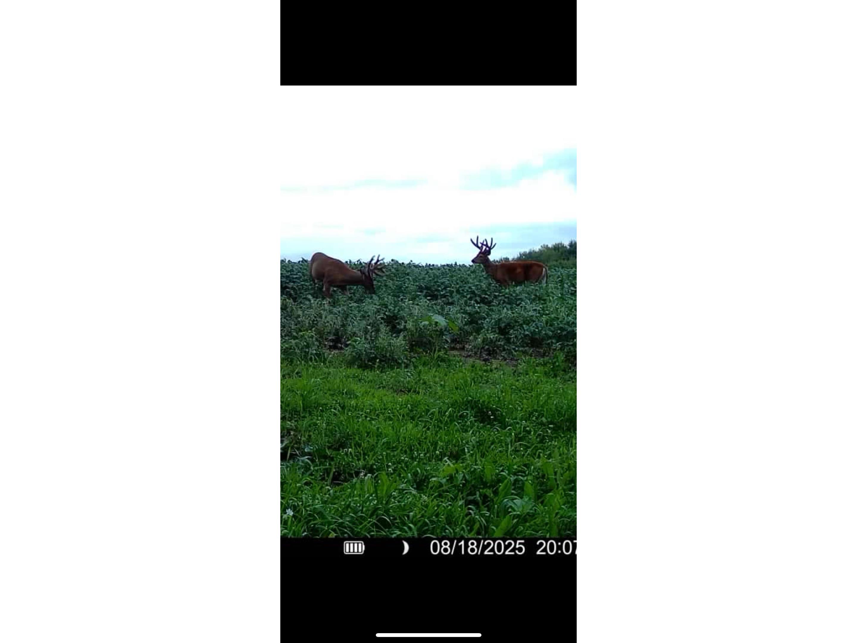 0 County Rd Oo Strum WI 54770 1601363 image19