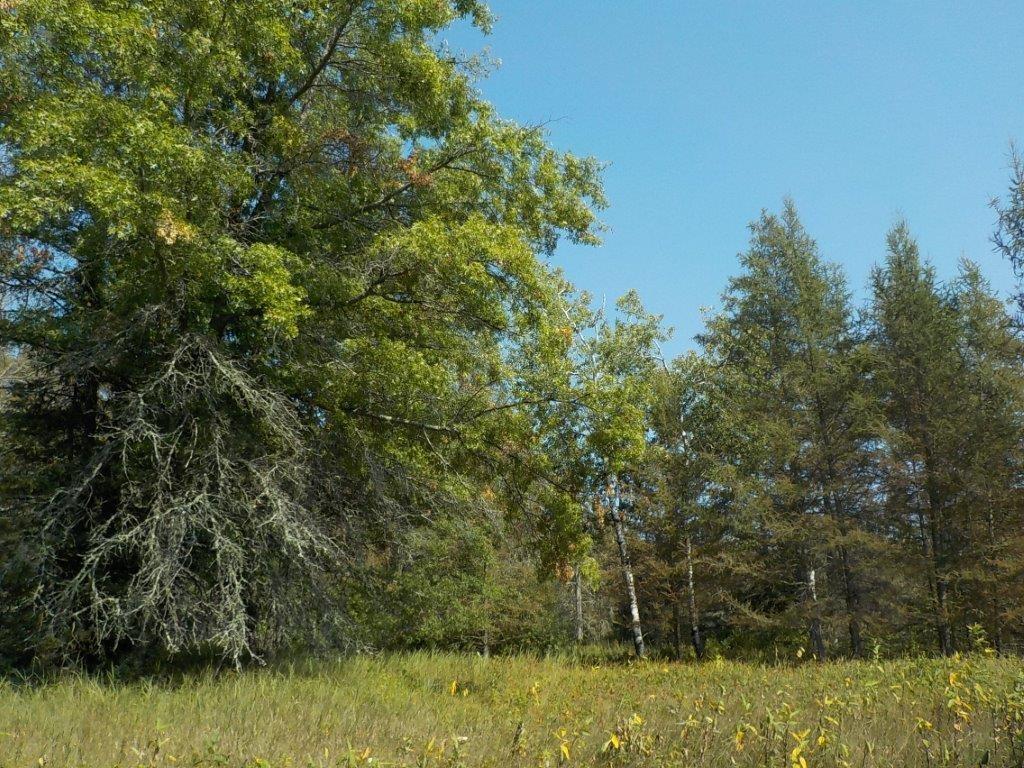0 Hwy H Webster WI 54893 1576725 image1