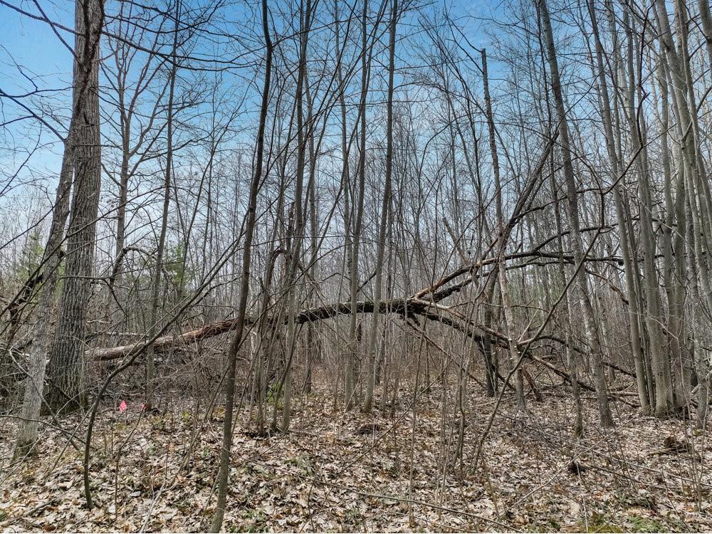 0 John Erickson Ave Hayward WI 54843 1572755 image1