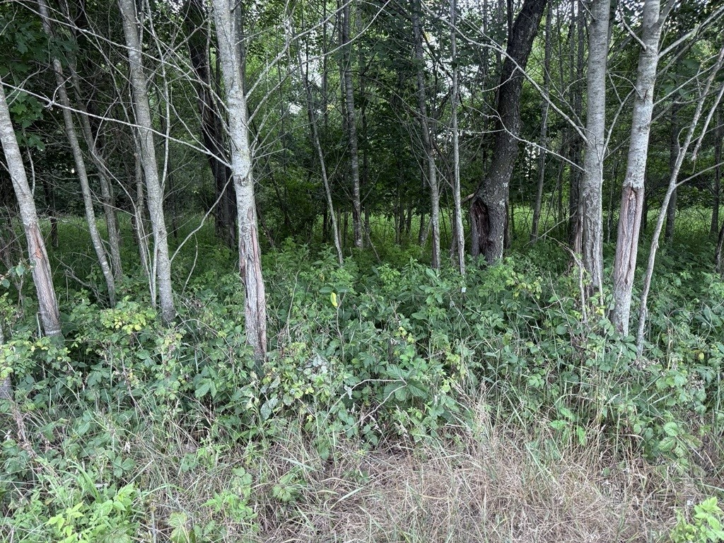 0 Little Sweden Road Osseo WI 54758 1603192 image17