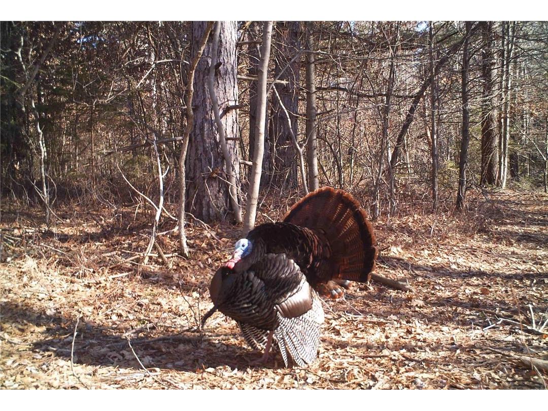 0 N Sand Lane Fairchild WI 54758 1596839 image21