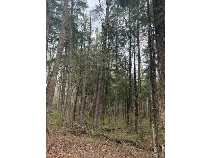 0 Pederson Road Hayward WI 54843 1601162 image1