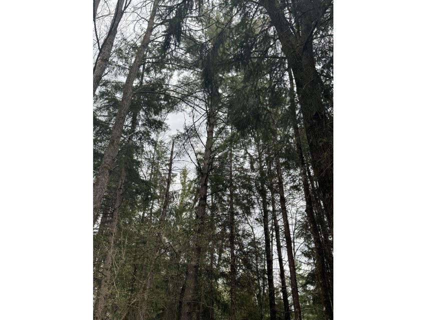 0 Pederson Road Hayward WI 54843 1601162 image12