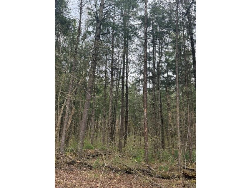 0 Pederson Road Hayward WI 54843 1601162 image13