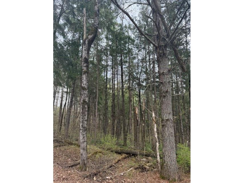 0 Pederson Road Hayward WI 54843 1601162 image6