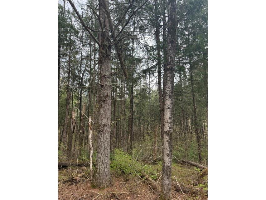 0 Pederson Road Hayward WI 54843 1601162 image7