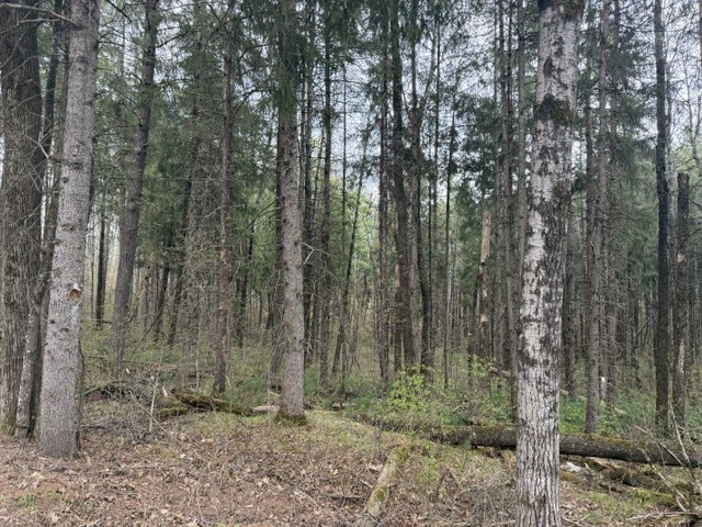 0 Pederson Road Hayward WI 54843 1601162 image8