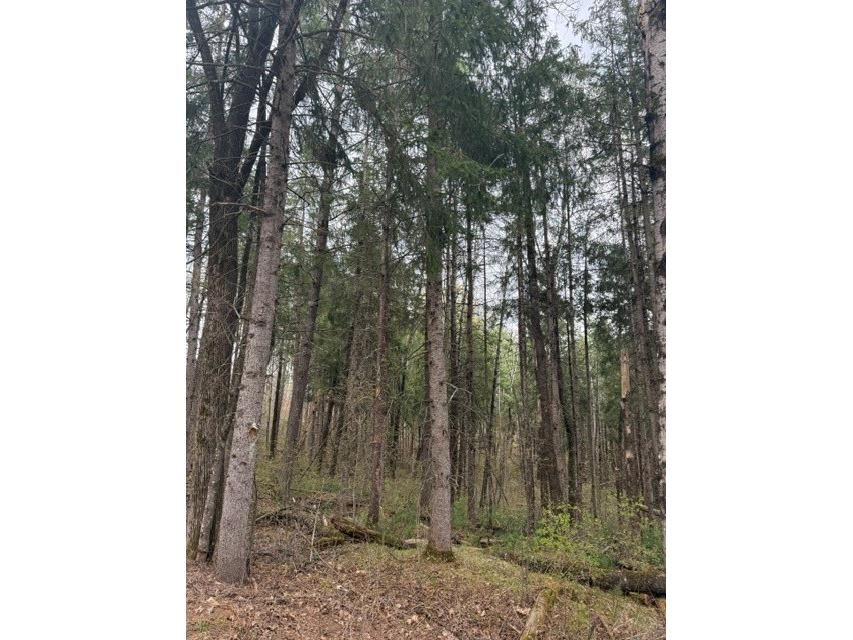 0 Pederson Road Hayward WI 54843 1601162 image9